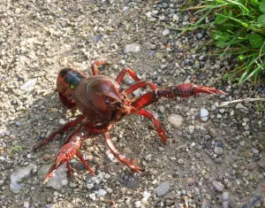 Menno 03 Gestreepte Amerikaanse Rivierkreeft